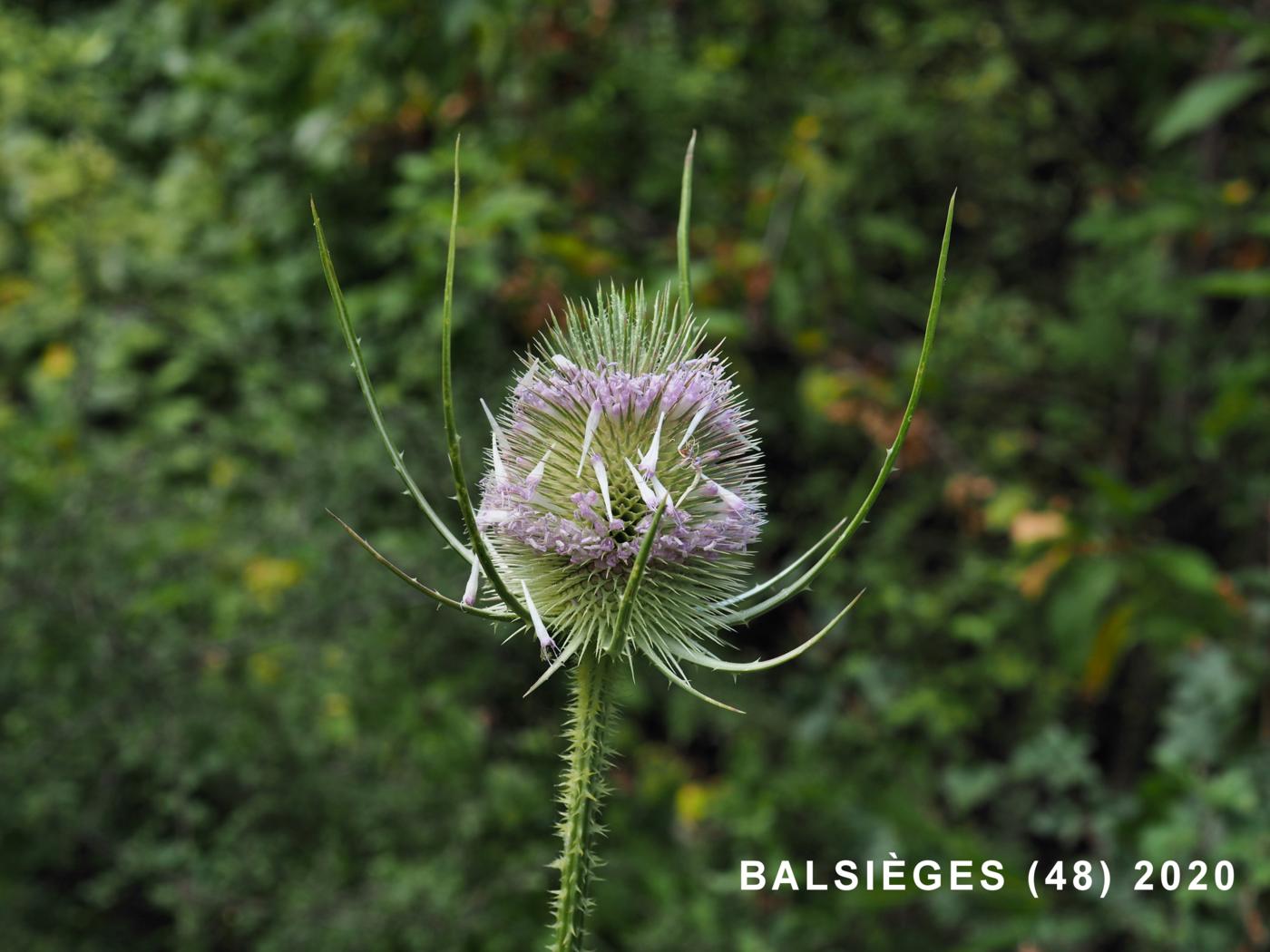 Teasel flower